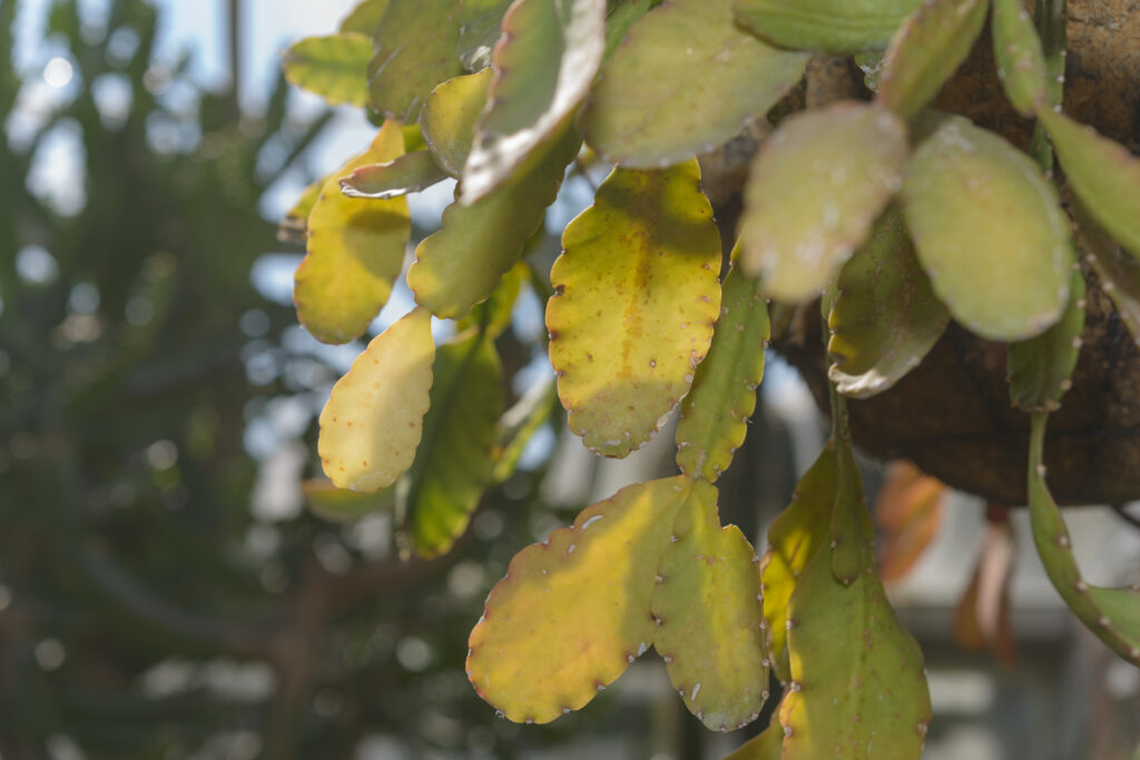リプサリス エリプティカ