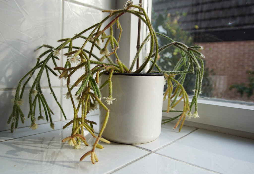 リプサリス ピロカルパ