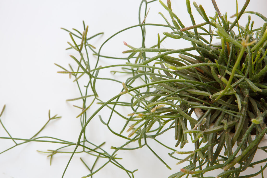 リプサリス エワルディアナ