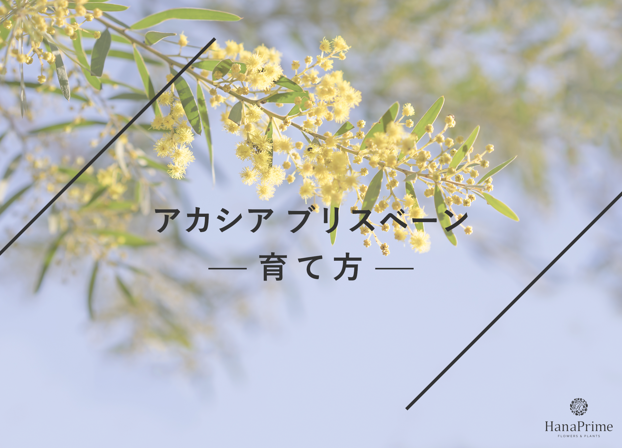 アカシア ブリスベーンの育て方｜植物図鑑｜HanaPrime（ハナプライム）