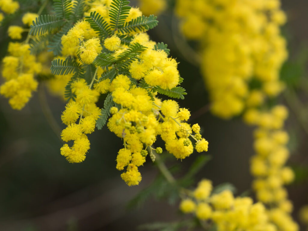 ギンヨウアカシア