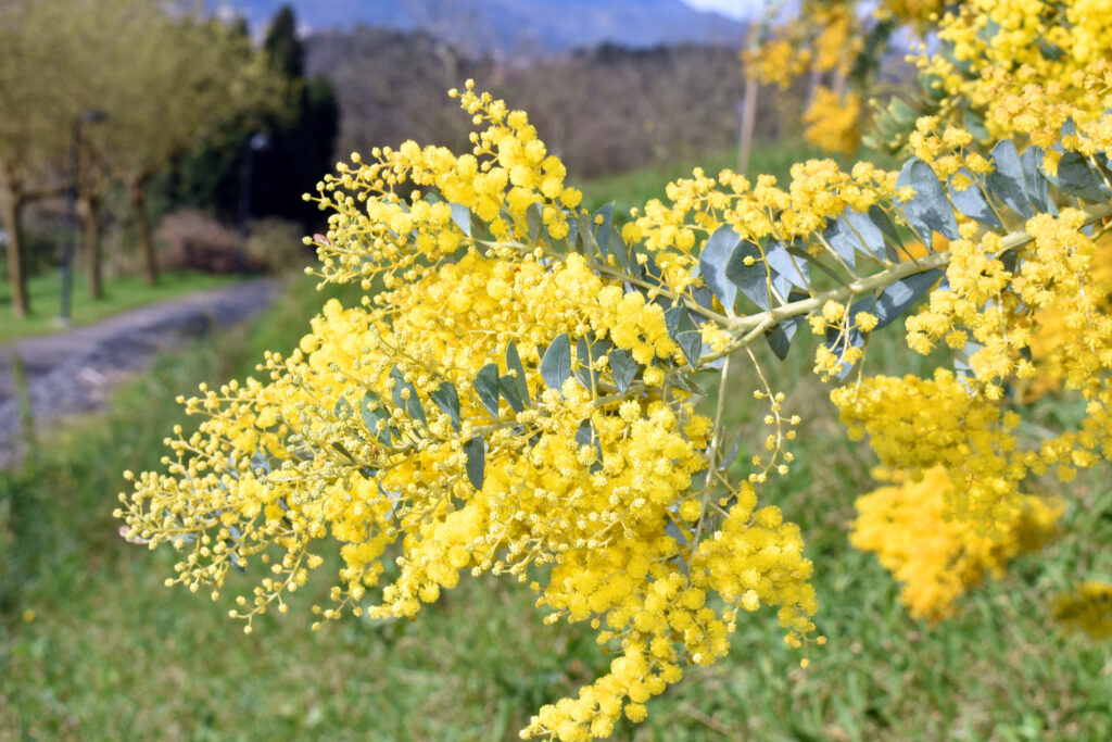 三角葉アカシア