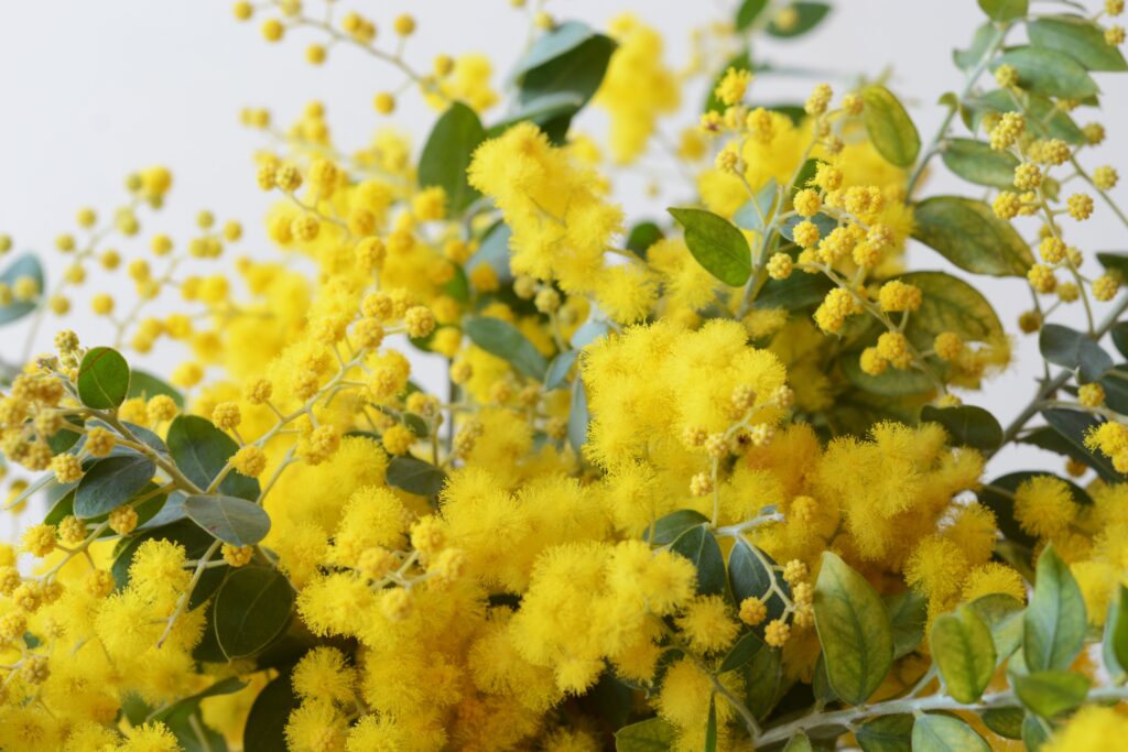 パール アカシア