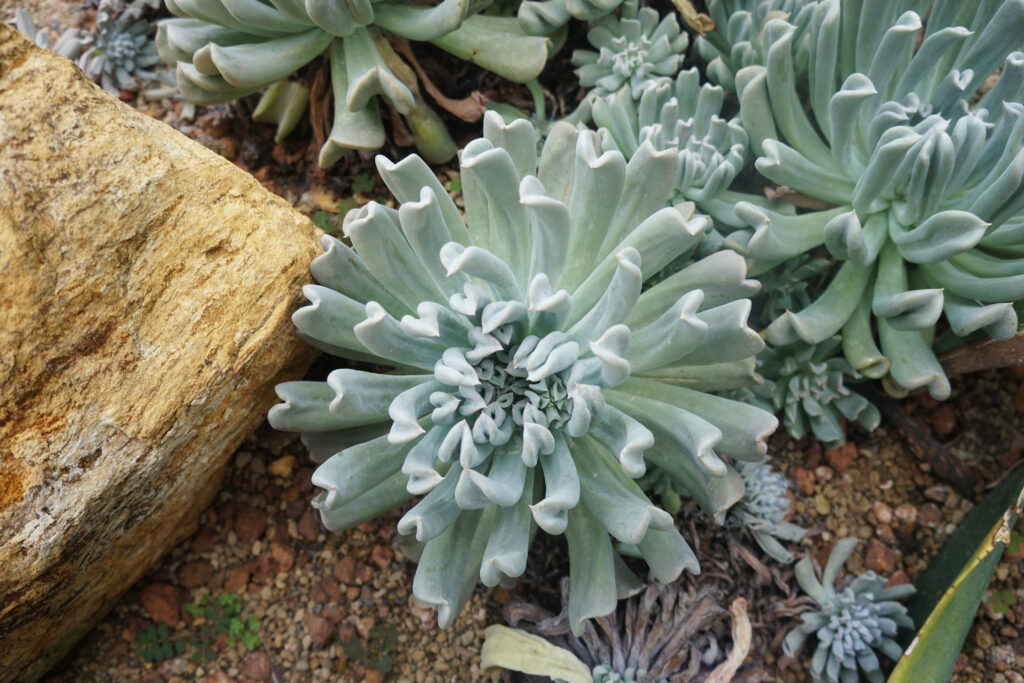 トップシータービー