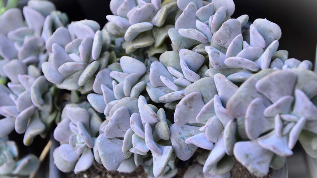 キュービックフロスト