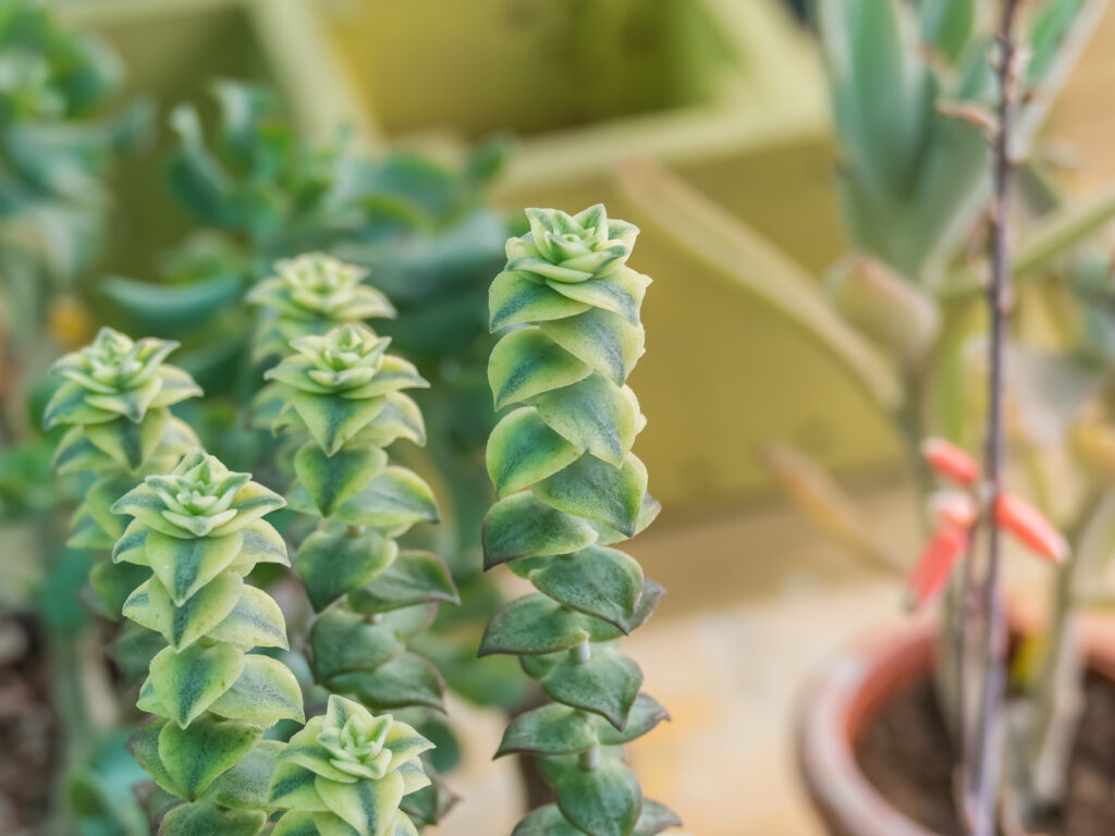 クラッスラ(南十字星)の育て方