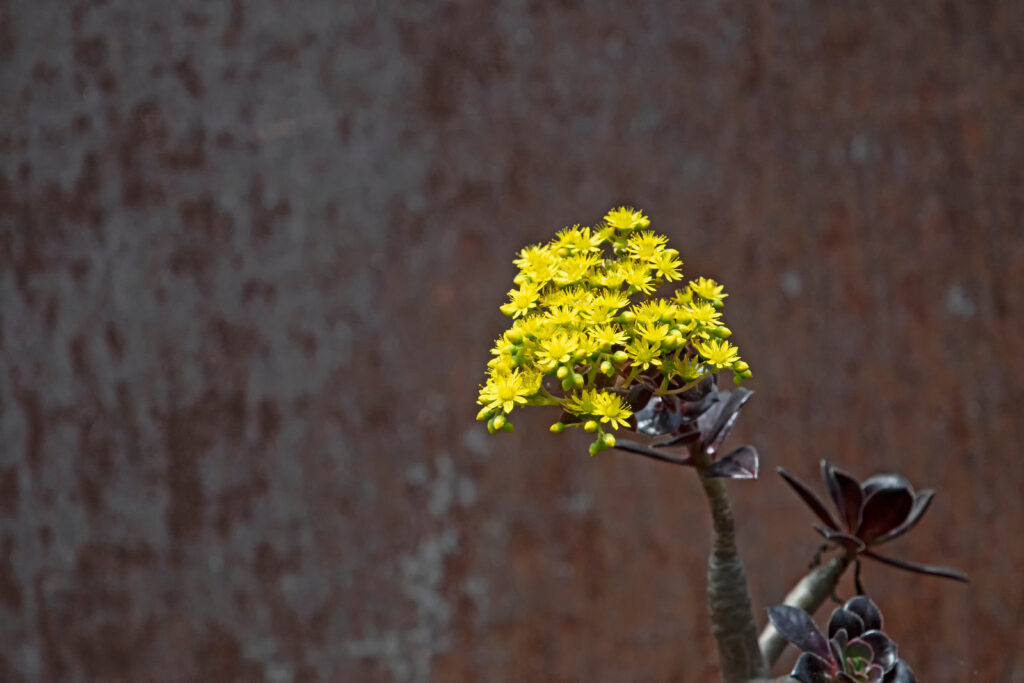 アエオニウムはどんな花が咲く?