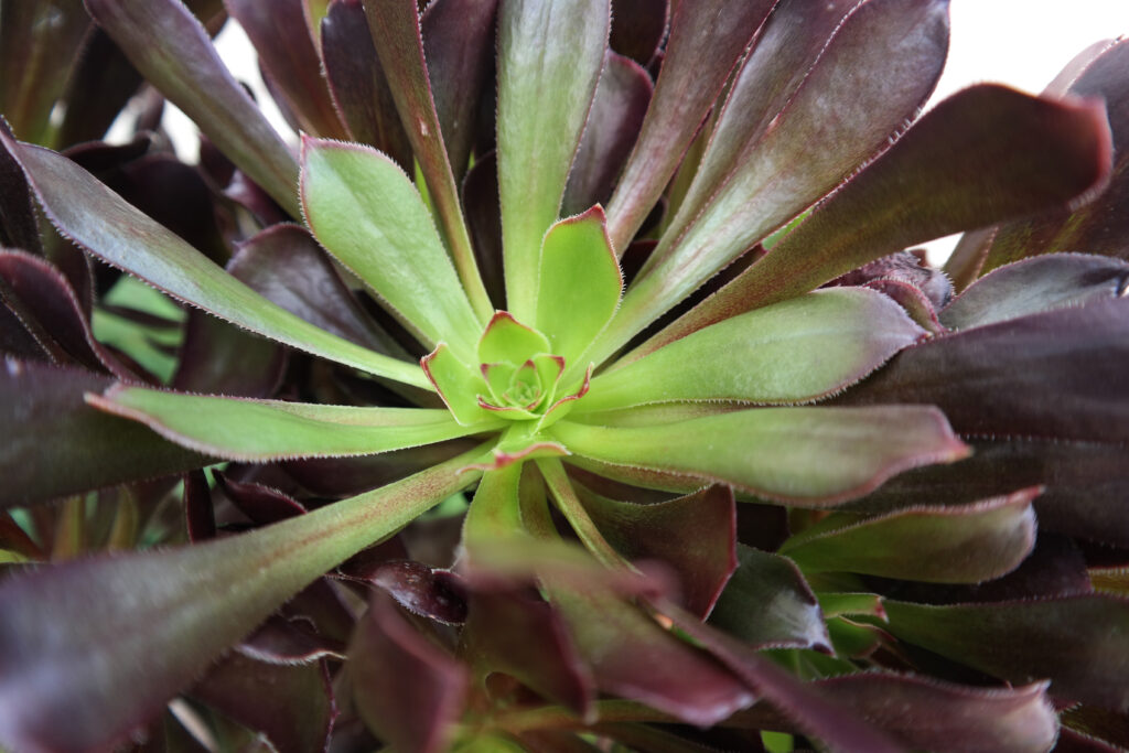 アエオニウムの葉っぱの特徴