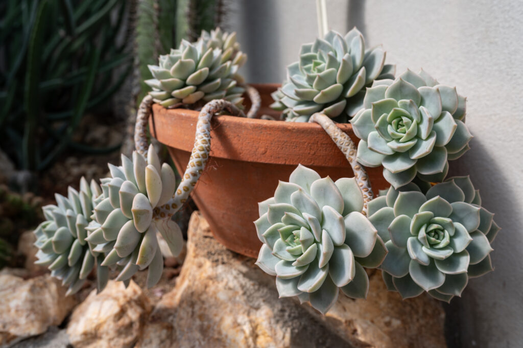 アエオニウムの栽培環境