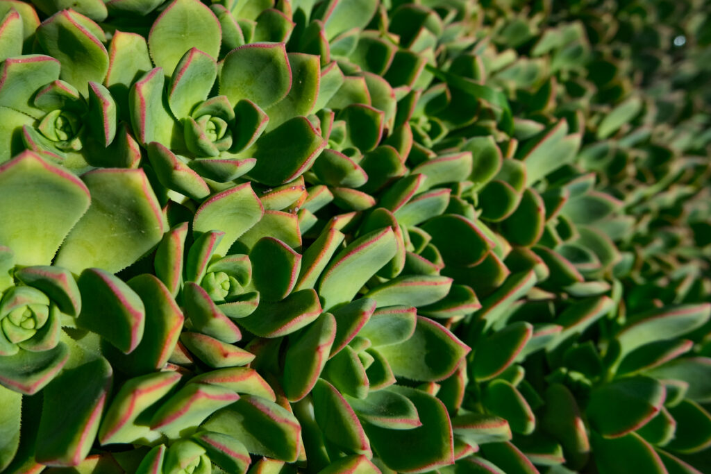 アエオニウムの増やし方