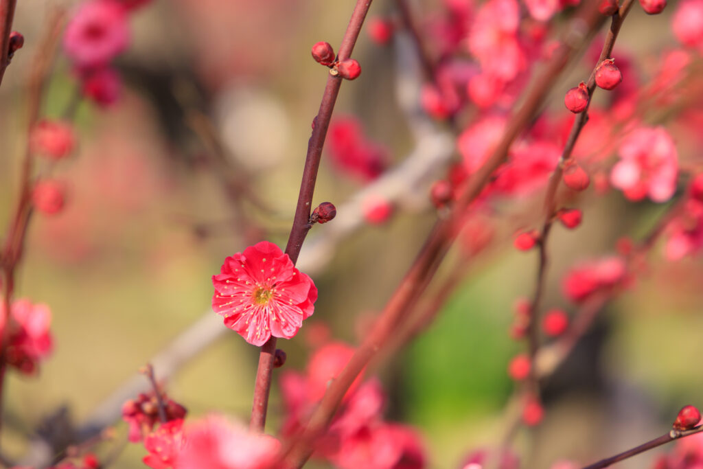 鹿児島紅（かごしまこう）