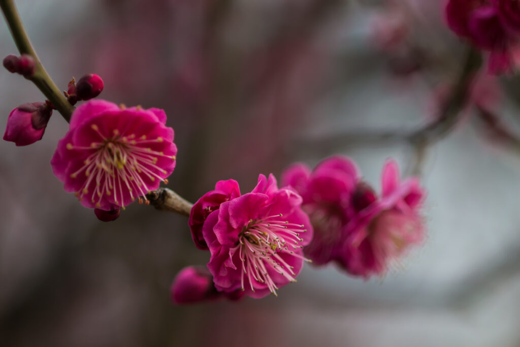 緋の司（ひのつかさ）