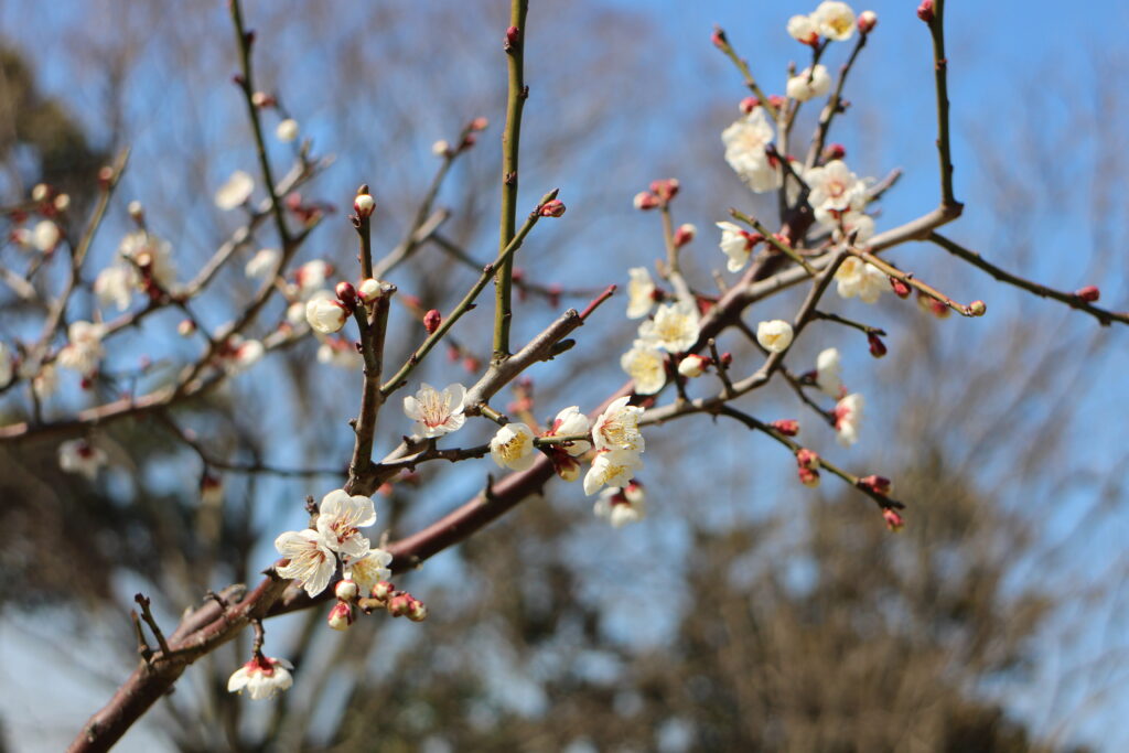 南高（なんこう）