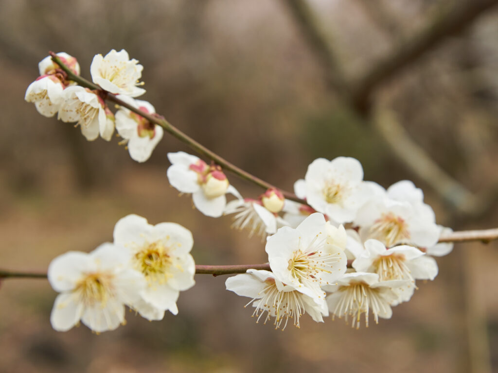 白加賀（しらかが）