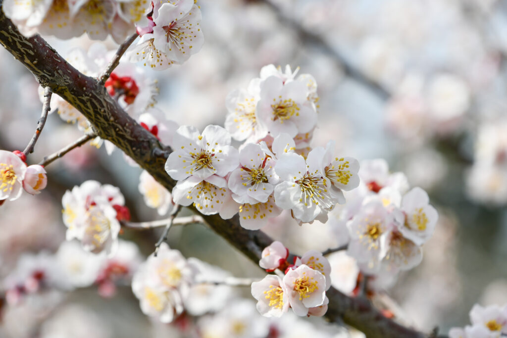 豊後（ぶんご）