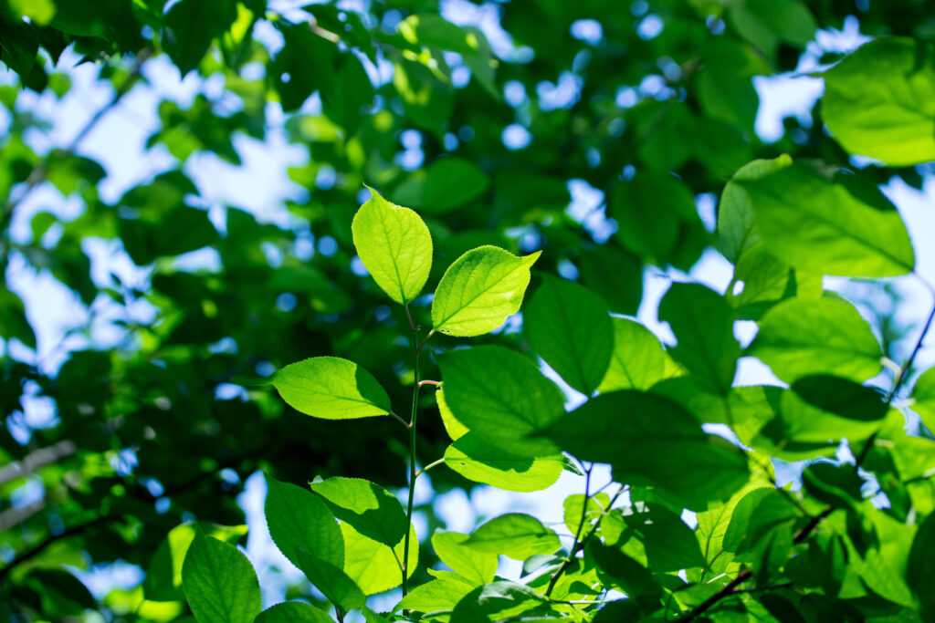 梅の葉っぱの特徴