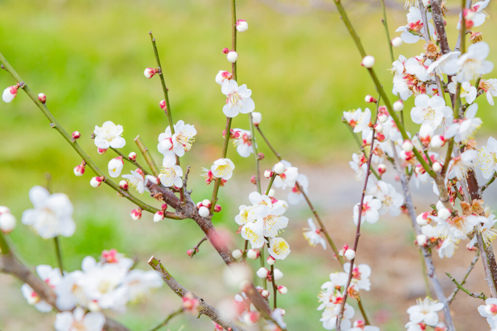 梅の栽培環境