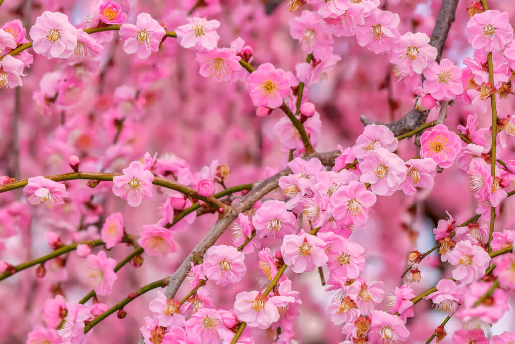 梅の開花時期