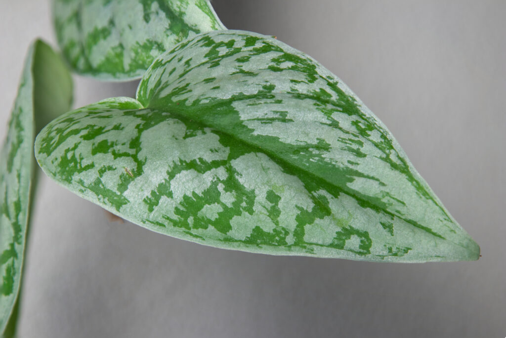 スキンダプサス トレビーの葉っぱの特徴