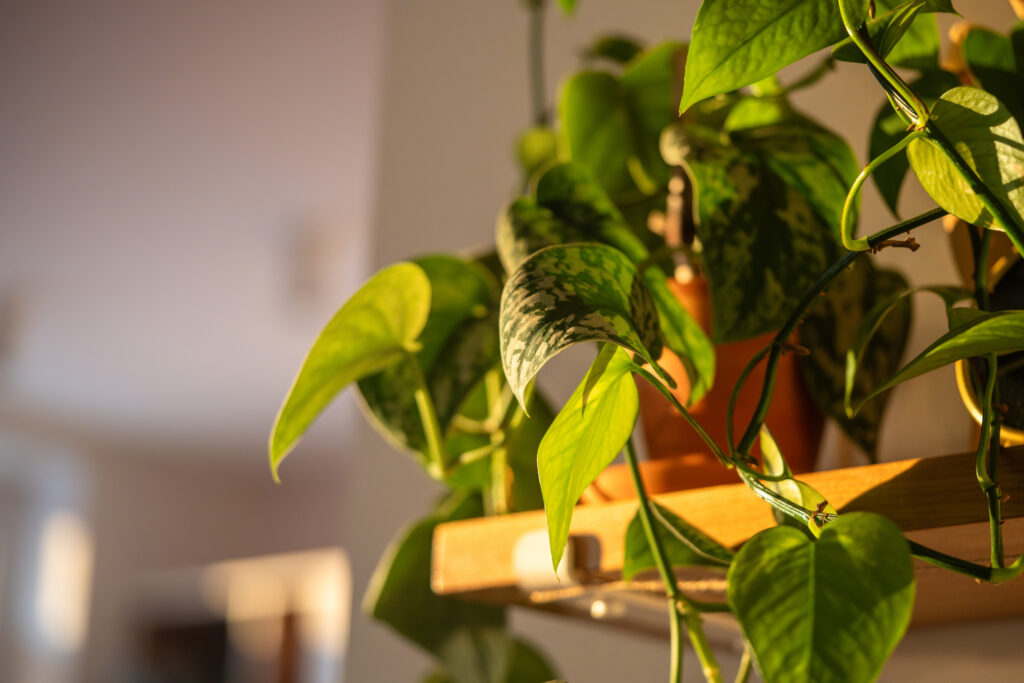 スキンダプサス トレビーの栽培環境