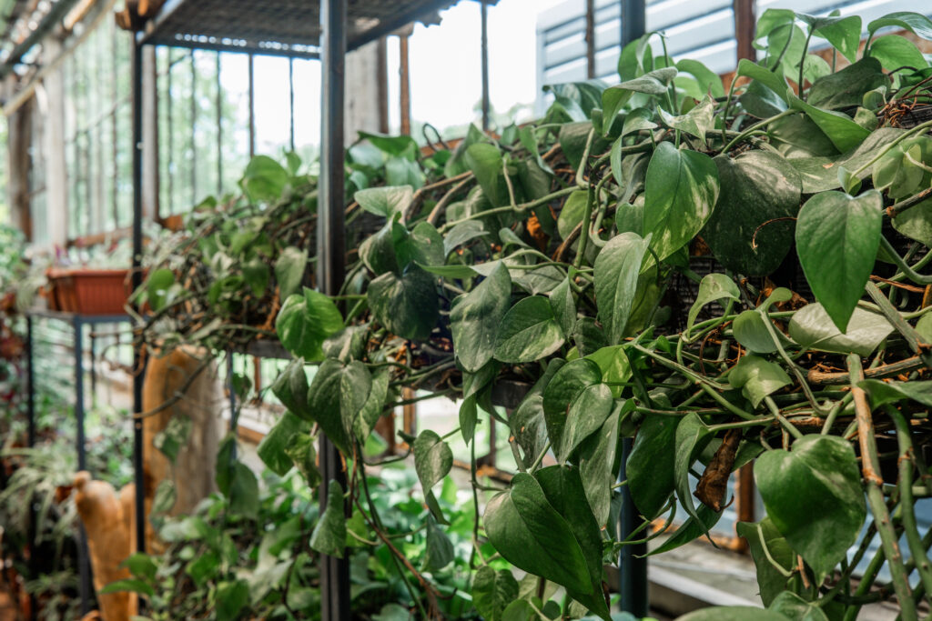 スキンダプサス トレビーの増やし方