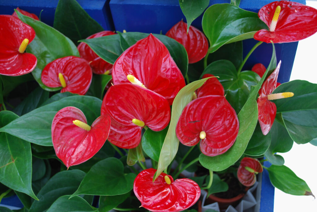 アンスリウム ロイヤルチャンピオン