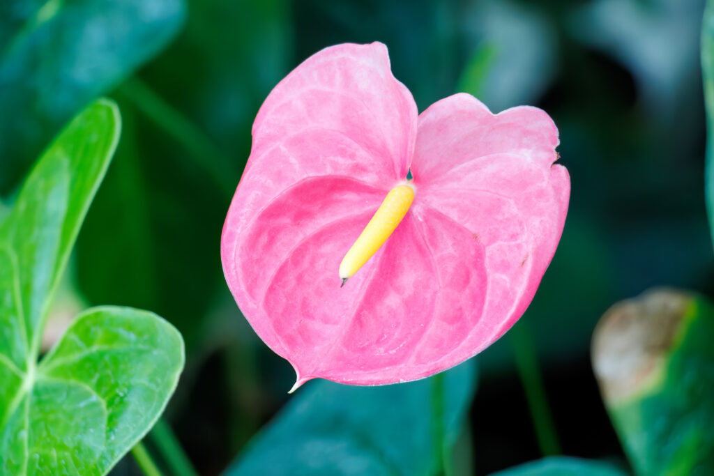 アンスリウム ロイヤルピンクチャンピオン