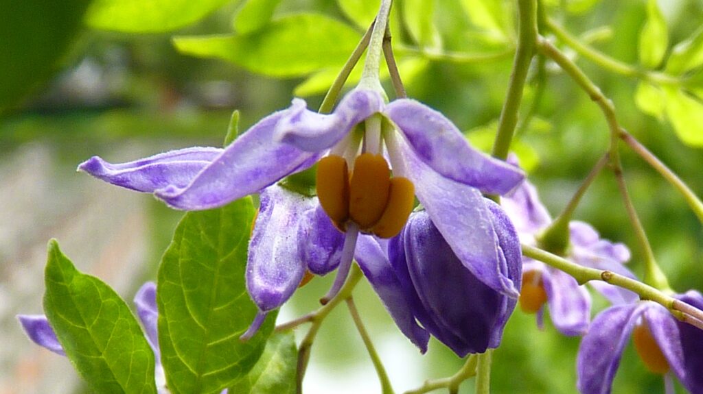 ディアネラ レボルタ