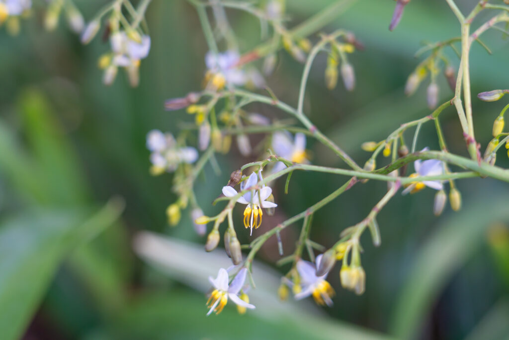 ディアネラ エンシフォリア