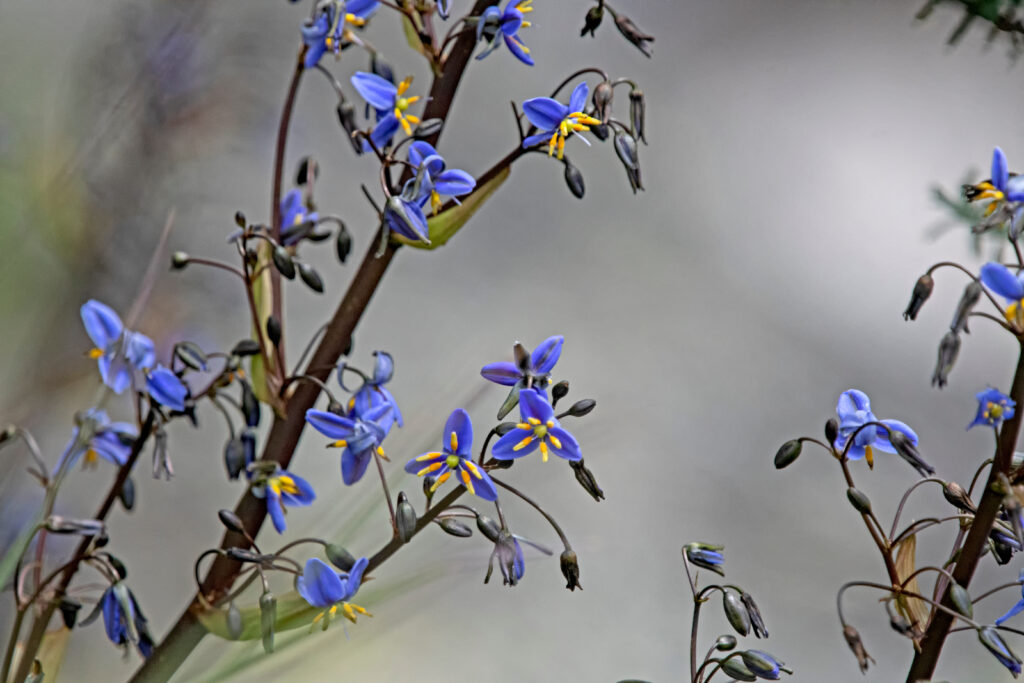 ディアネラはどんな花が咲く?