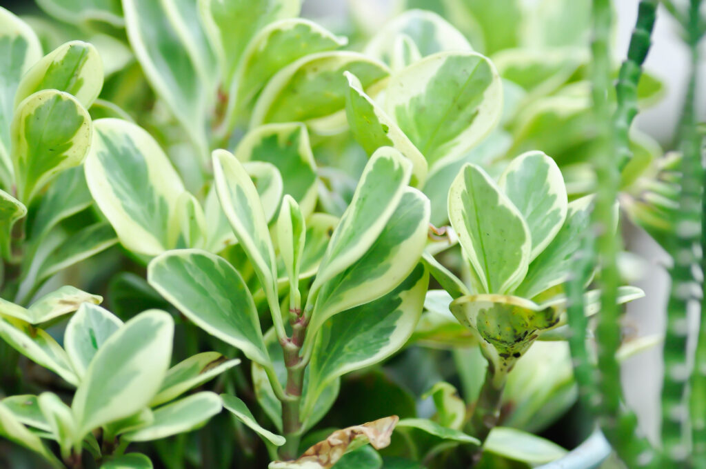 ペペロミア オブツシフォリアの育て方