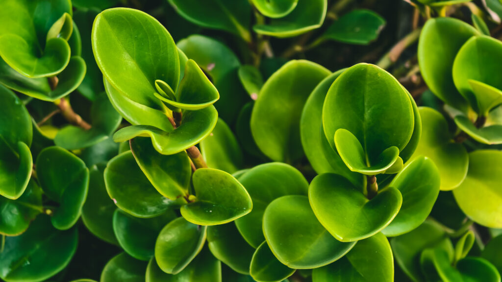 ペペロミア オブツシフォリアの増やし方