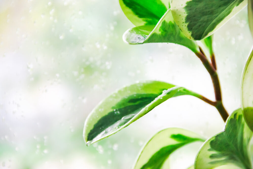 ペペロミア オブツシフォリアの栽培環境