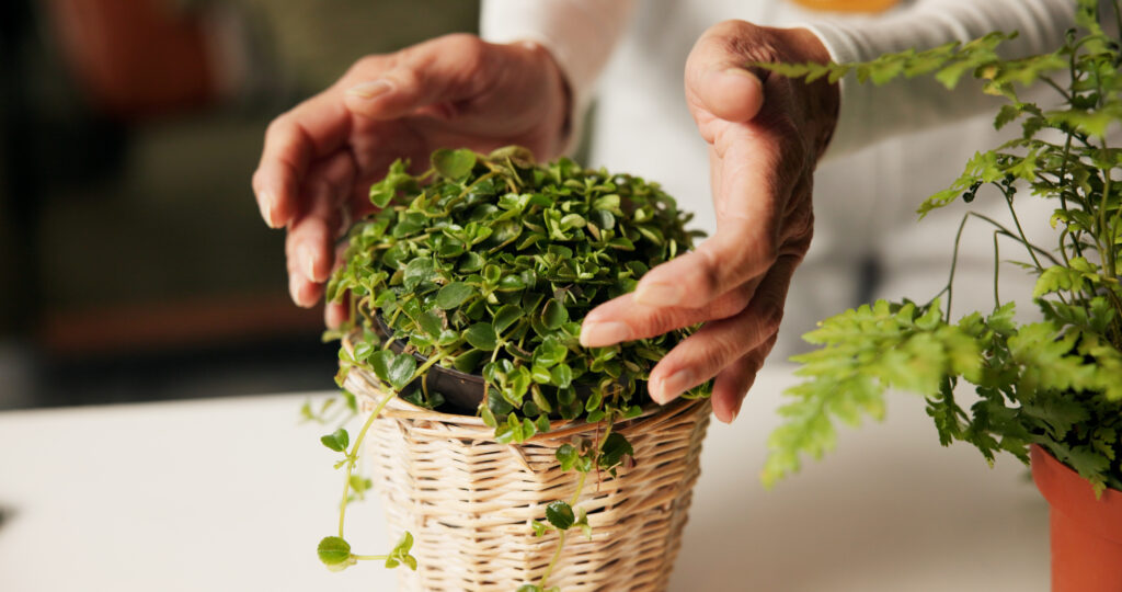 フィカス プミラ