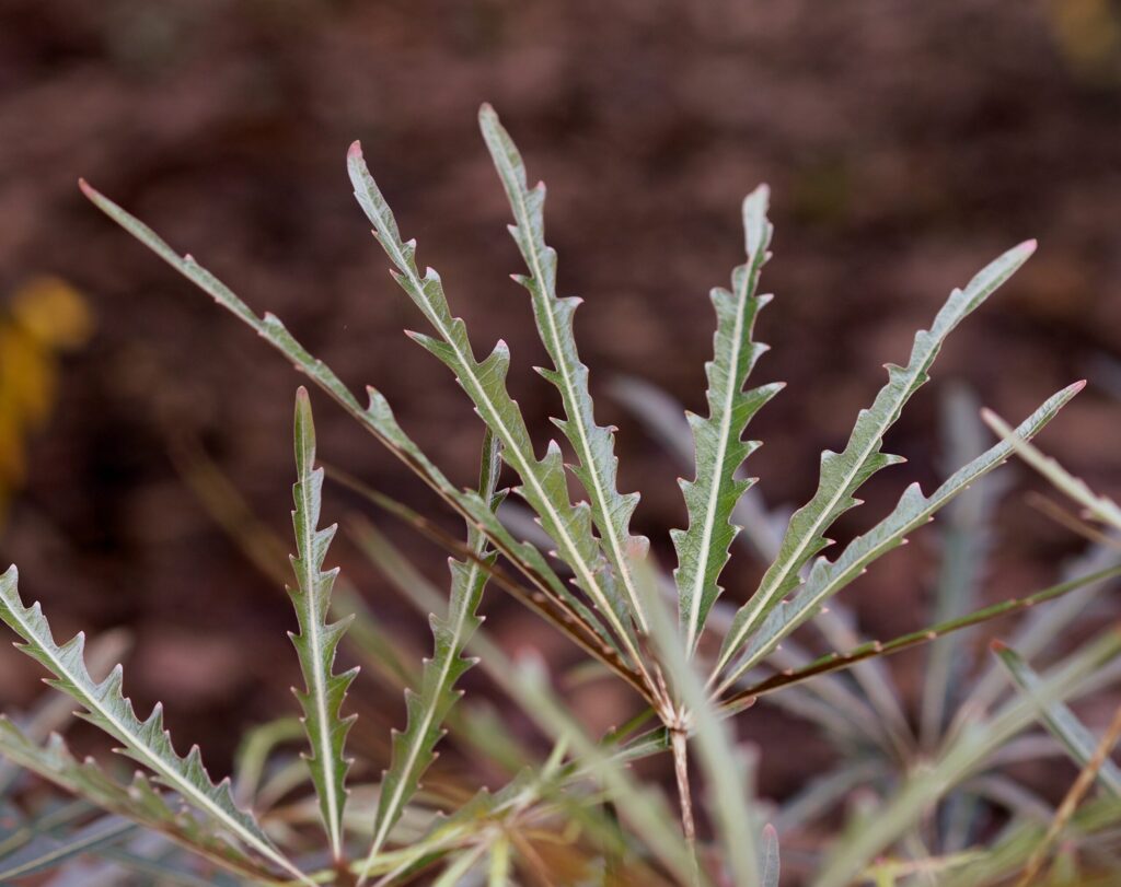グリーンアラレアの葉っぱの特徴