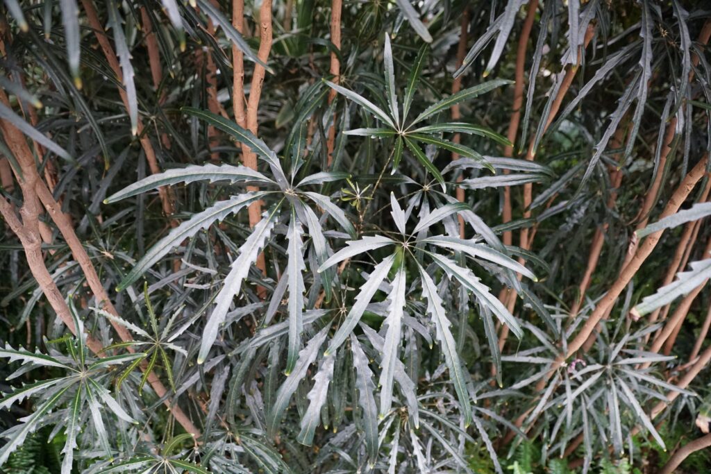 グリーンアラレアの増やし方