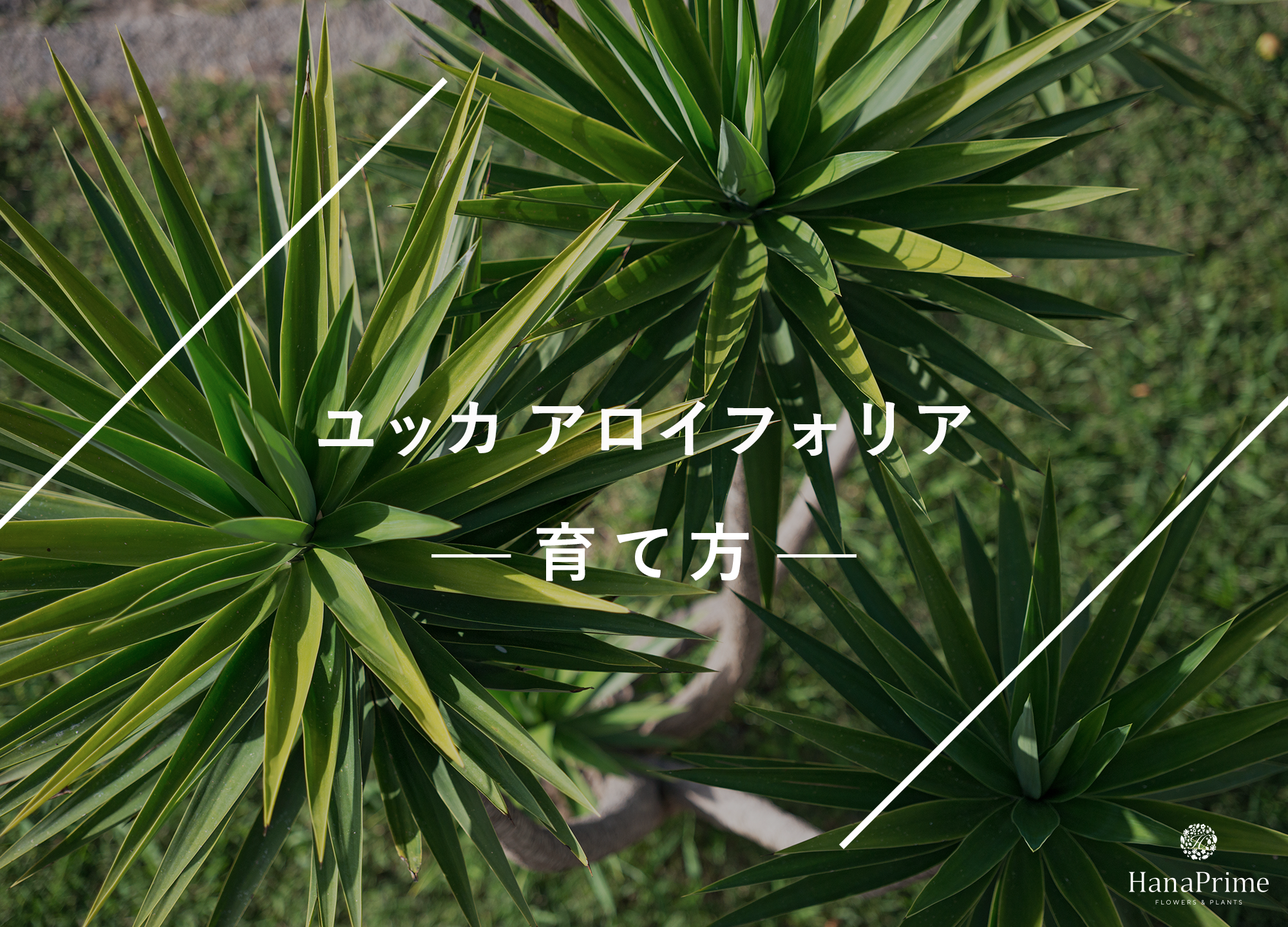ユッカ アロイフォリアの育て方｜植物図鑑｜HanaPrime（ハナプライム）