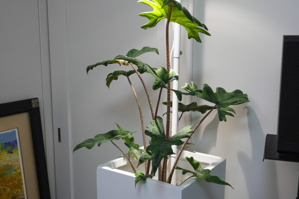 アロカシア ジャックリンの基本情報