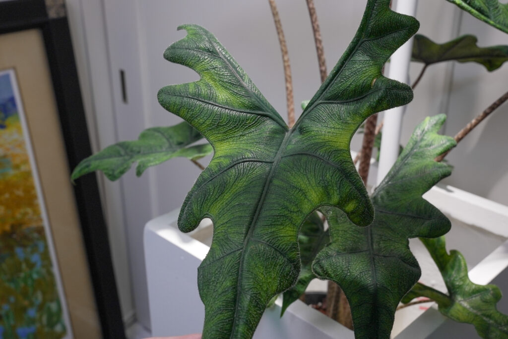 アロカシア ジャックリンの葉っぱの特徴