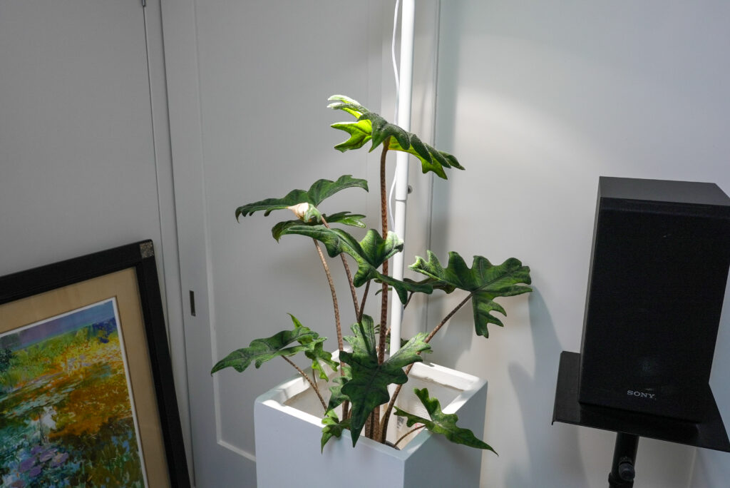 アロカシア ジャックリンの置き場所と日当たり