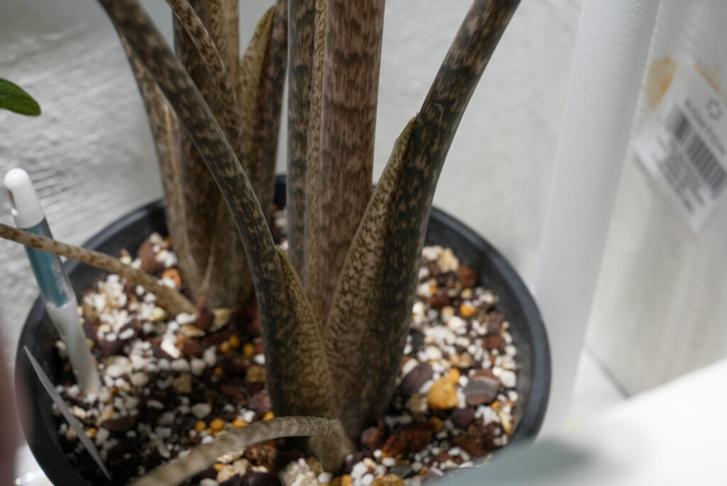 アロカシア ジャックリンの用土