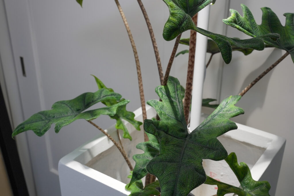 アロカシア ジャックリンの育て方