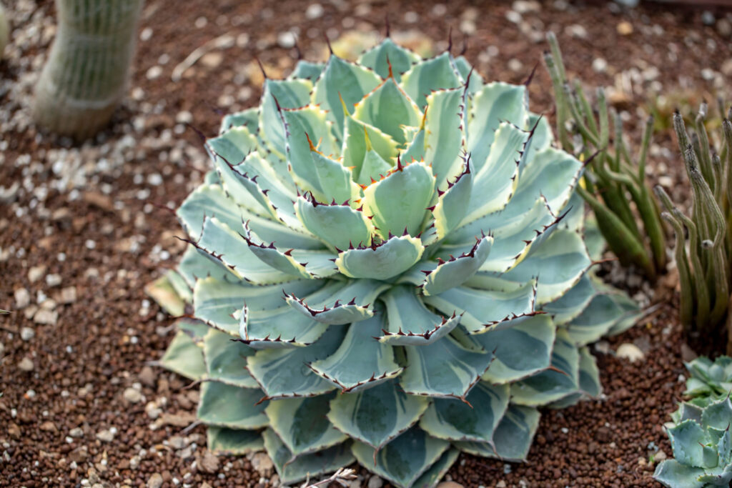アガベ ポタトルム 吉祥冠（きっしょうかん）
