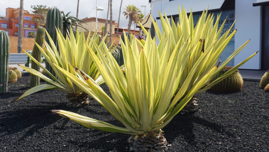 カラズストライプ