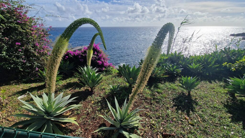 アガベ アテナータはどんな花が咲く?