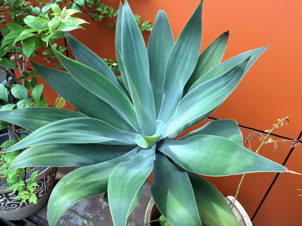 アガベ アテナータの育て方