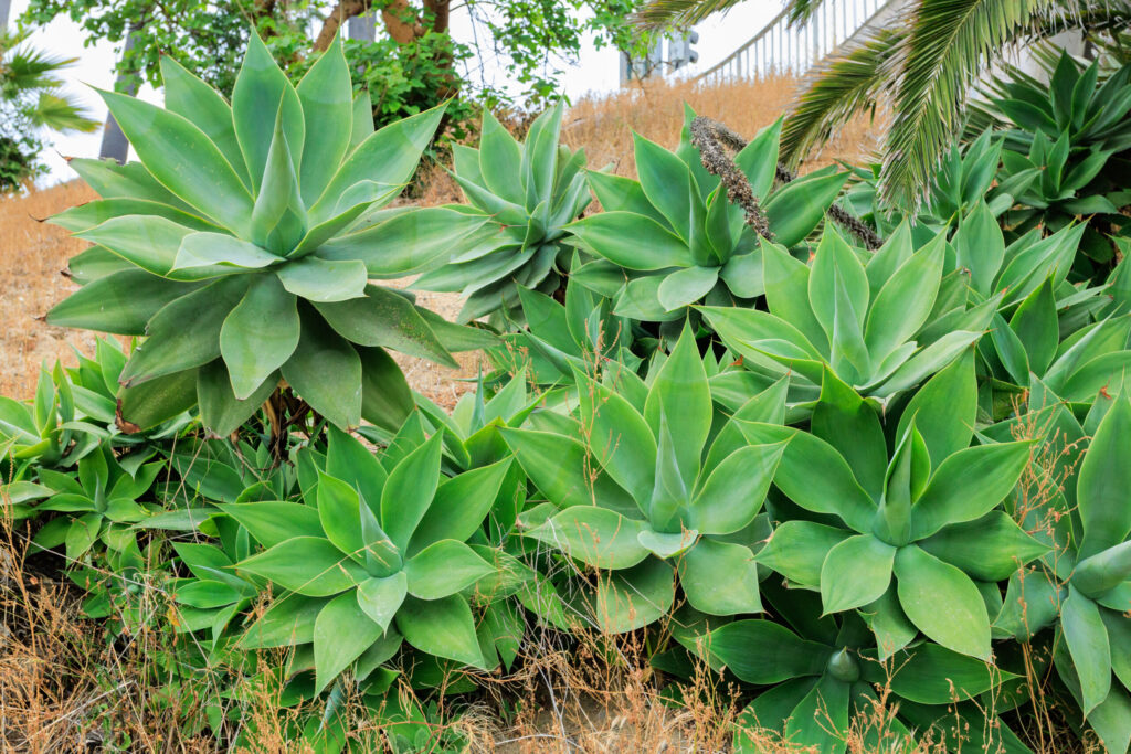 アガベ アテナータの増やし方