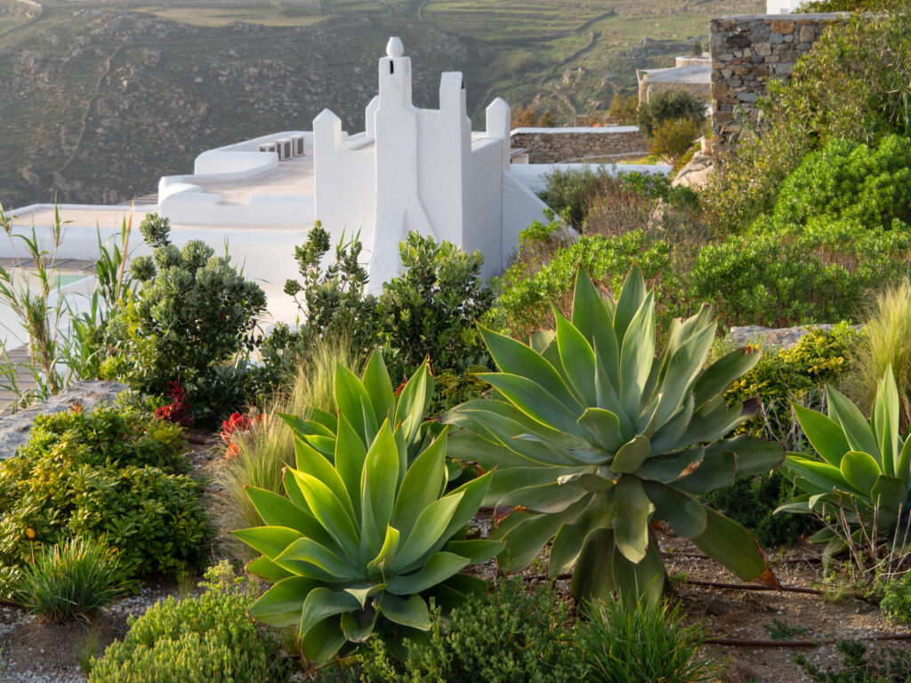 アガベ アテナータの栽培環境