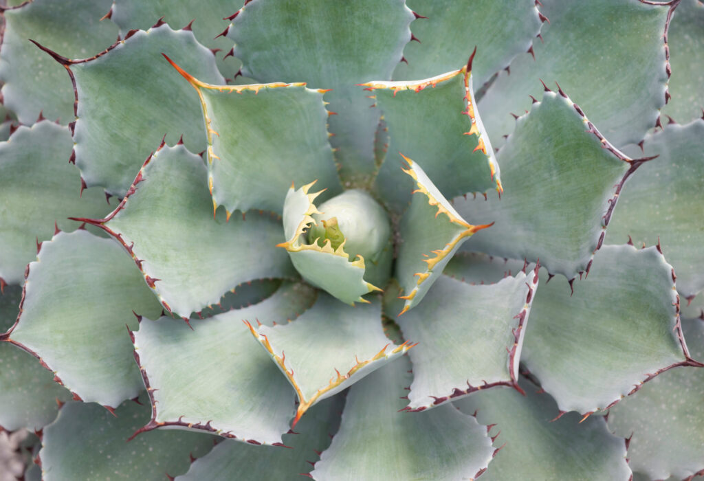 アガベ イシスメンシスの葉っぱの特徴