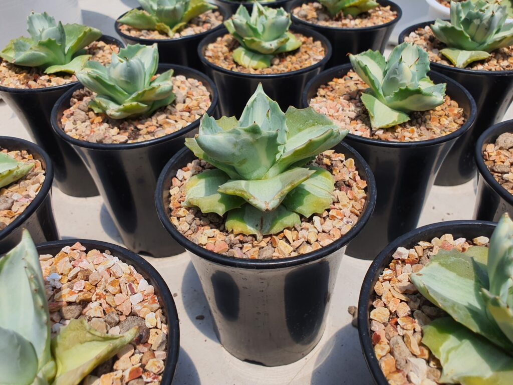 アガベ イシスメンシスの増やし方